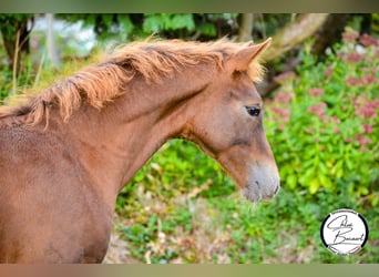 Selle Français, Stallion, 1 year, 16,2 hh, Chestnut