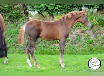 Selle Français, Stallion, 1 year, 16,2 hh, Chestnut