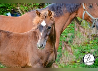 Selle Français, Stallion, 1 year, 16,2 hh, Chestnut