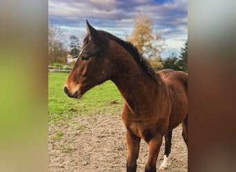 Selle Français, Stallion, 1 year, 16 hh, Brown