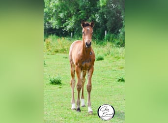Selle Français, Stallion, 1 year, 16 hh, Brown