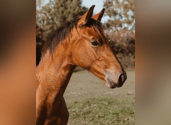 Selle Français, Stallion, 1 year, 16 hh, Brown