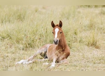 Selle Français, Stallion, 1 year, 16 hh, Chestnut