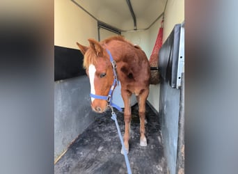 Selle Français, Stallion, 1 year, 16 hh, Chestnut