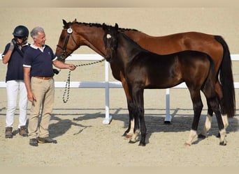 Selle Français, Stallion, 1 year, 16,2 hh, Bay-Dark