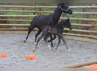 Selle Français, Stallion, 1 year, Black