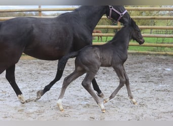 Selle Français, Stallion, 1 year, Black