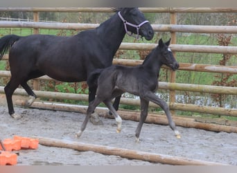 Selle Français, Stallion, 1 year, Black