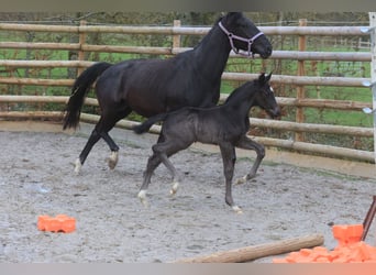 Selle Français, Stallion, 1 year, Black