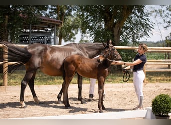 Selle Français, Stallion, 1 year, Black