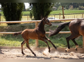 Selle Français, Stallion, 1 year, Black