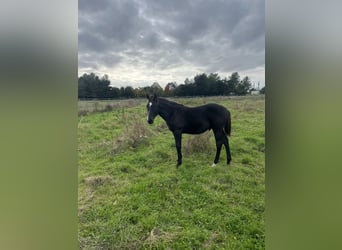 Selle Français, Stallion, 1 year, Black