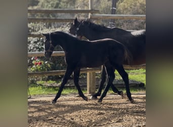 Selle Français, Stallion, 1 year, Black