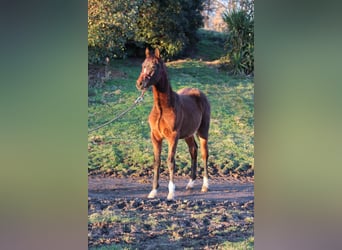 Selle Français, Stallion, 1 year, Brown