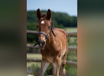 Selle Français, Stallion, 1 year, Brown