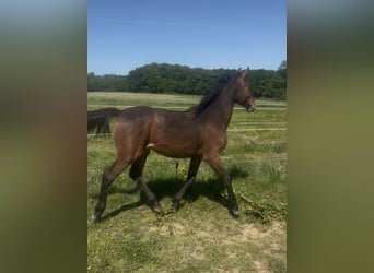 Selle Français, Stallion, 1 year, Brown