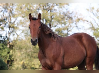 Selle Français, Stallion, 1 year, Brown