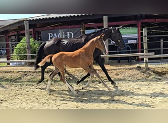 Selle Français, Stallion, 1 year, Chestnut-Red