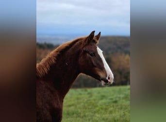 Selle Français, Stallion, 1 year, Chestnut-Red