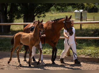 Selle Français, Stallion, 1 year, Chestnut-Red