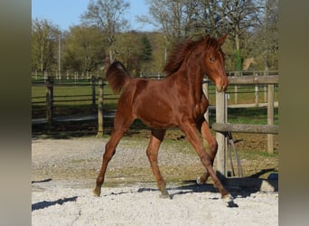 Selle Français, Stallion, 1 year, Chestnut-Red