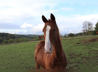 Selle Français, Stallion, 1 year, Chestnut-Red