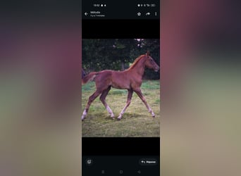 Selle Français, Stallion, 1 year, Chestnut