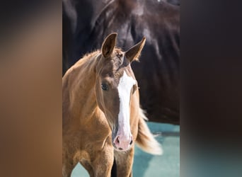 Selle Français, Stallion, 1 year