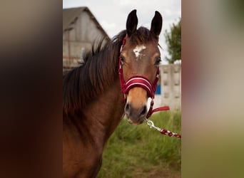 Selle Français, Stallion, 1 year, Smoky-Black