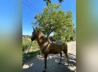Selle Français, Stallion, 24 years, 14.3 hh, Palomino