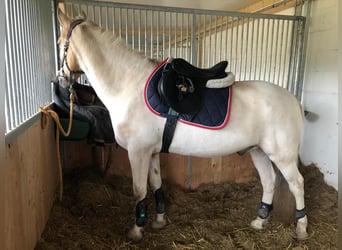 Selle Français, Stallion, 24 years, 14.3 hh, Palomino