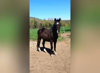 Selle Français, Stallion, 2 years, 14.1 hh, Black