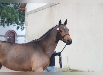 Selle Français, Stallion, 2 years, 15.2 hh, Brown