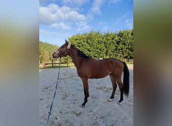 Selle Français, Stallion, 2 years, 16,2 hh, Brown