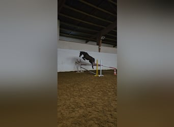Selle Français, Stallion, 2 years, 17.2 hh, Brown