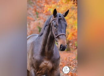 Selle Français, Stallion, 3 years, 16.1 hh, Smoky-Black