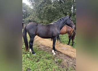 Selle Français, Stallion, 3 years, 16 hh, Black