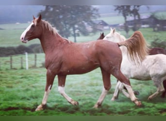 Selle Français, Stallion, 3 years, 16 hh, Chestnut-Red