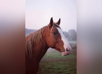 Selle Français, Stallion, 3 years, 16 hh, Chestnut-Red