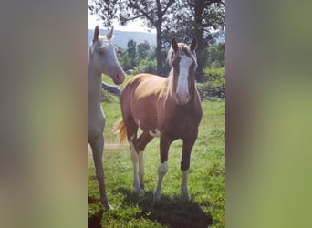 Selle Français, Stallion, 3 years, 16 hh, Chestnut-Red