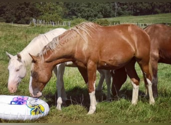 Selle Français, Stallion, 3 years, 16 hh, Chestnut-Red