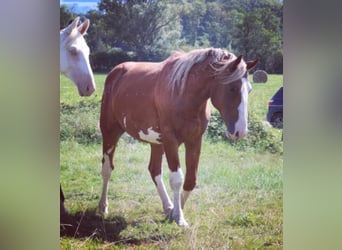 Selle Français, Stallion, 3 years, 16 hh, Chestnut-Red