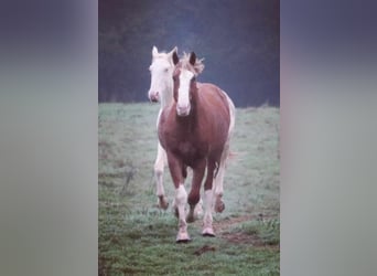 Selle Français, Stallion, 3 years, 16 hh, Chestnut-Red