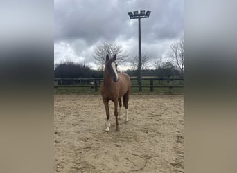 Selle Français, Stallion, 3 years, 16 hh, Chestnut-Red