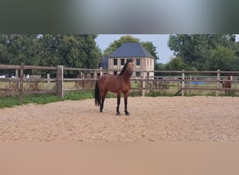 Selle Français, Stallion, 3 years, 16,1 hh, Bay