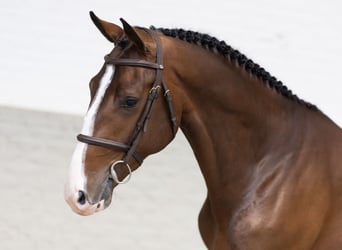 Selle Français, Stallion, 3 years, Bay