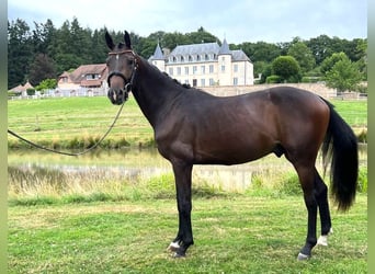 Selle Français, Stallion, 3 years, Brown