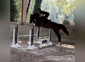 Selle Francais, Hengst, 4 Jahre, 16,1 hh, Brauner