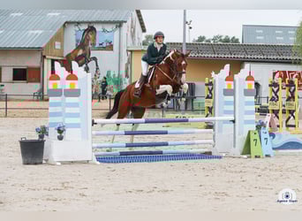 Selle Français, Stallion, 4 years, 16.1 hh, Overo-all-colors