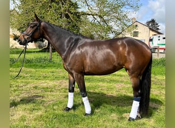 Selle Français, Stallion, 4 years, 16.2 hh, Smoky-Black